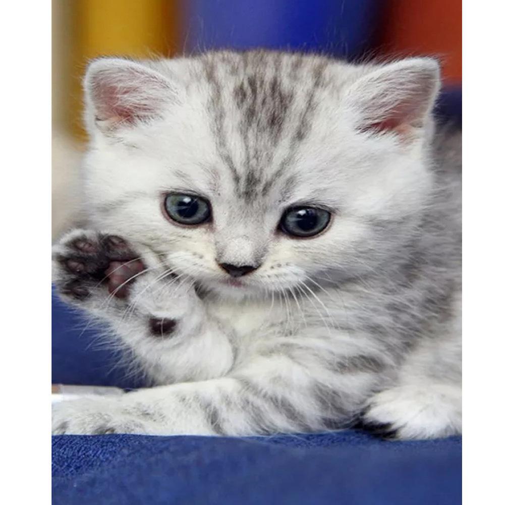 shop-authentic-katze-voller-runder-diamant-40x30cm-hot-on-sale_0.jpg