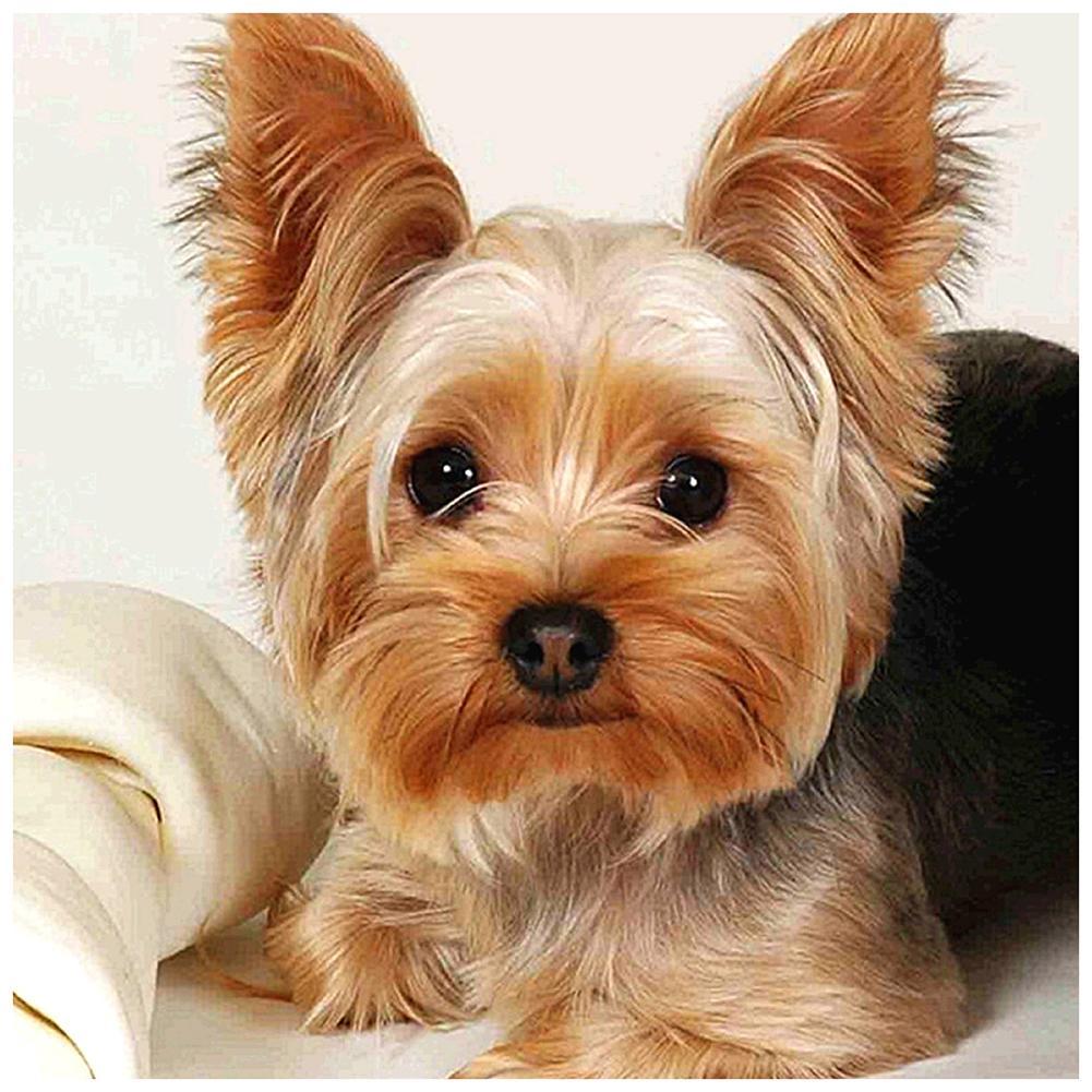 buying-hund-tier-voller-runder-diamant-30x30cm-online-sale_0.jpg